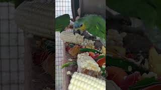 아마존 앵무들이 먹을 텃 밭에 먹거리들입니다