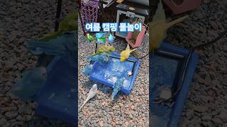 여름 캠핑가서 물놀이 #반려동물 #앵무새 #퀘이커 #사랑앵무 #물놀이 #계곡 #캠핑 #여름