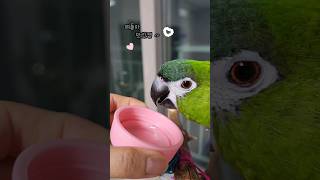 코코넛2탄:과육# 코뉴어앵무새#한스마카우#영상#귀여운#coconut#image#parrot