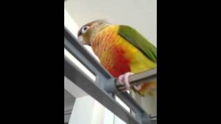 우리집앵무새 연두&사과