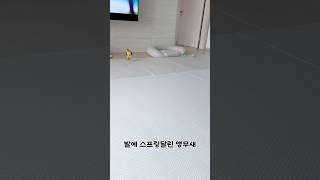 누가 스프링달아놨어?! #강아지 #앵무새#노란머리카이큐…