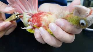 앵무새 카페 우리집 새새꾸에서 발톱자르기 - 코뉴어 Conure