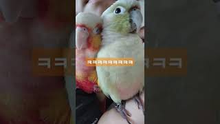 코뉴어에게 친구가 있으면 좋은이유                  #앵무새 #코뉴어 #코뉴어키우기 #코뉴어앵무새