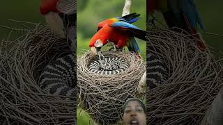 #parrot #birds #macaw #animals…