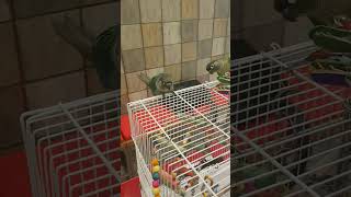 앵무새 두마리 2025년 7월 26일