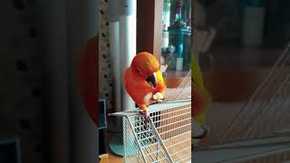 썬코뉴어 감자를 맛있게