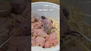 이유식먹을시간인데 잠이와서 넘어가는 썬코뉴어 #sunc…