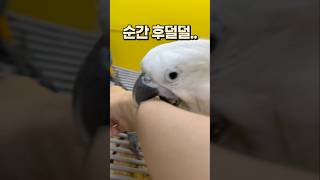 아기때만 볼 수 있는 앵무새의 아기짓  안산 앵무새카페…