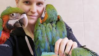 Ara Harlekýn / harlequin macaw