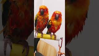 1분동안 목욕한 앵무새 무료감상 #앵무새 #썬코뉴어 #…