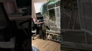 카이큐앵무새)일로와 훈련 엄청 먼곳 점프하는 티모!