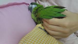 한스마카우 3분 동안 자는 영상