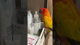 썬코뉴어 발정기