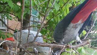 산책나와서 살구따먹는 수리보리