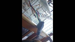 [퀘이커 앵무] 앗! 내 머리카락 | 튀어 #parrot #quakerparrot #조만간 #원형탈모 #까꿍이