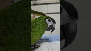 순둥이 왕관앵무