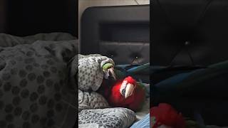 사춘기 대형앵무새 커플이 침대를 차지하면 생기는일 #앵…