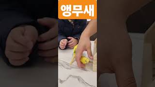 앵무새 첫영접 했을때