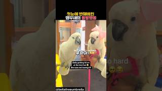 첫눈에 반한 앵무새의 돌발행동 #동물 #앵무새 #코카투