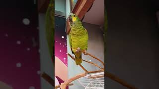 아마존 앵무새 로또1