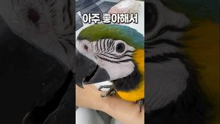 힘이 센 아기 청금강앵무새  안산 앵무새카페 버드스팟