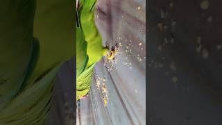 funny parrot status #viral #short