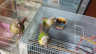 블루♡♡시나몬코뉴어앵무새 (애완조)