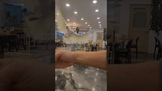 앵무새 호출훈련 코카투 청금강 썬코뉴어