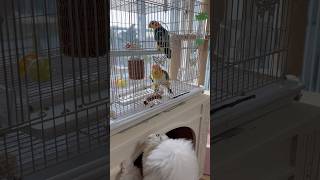 갈비 뜯느냐고 정신 없는 카이큐~