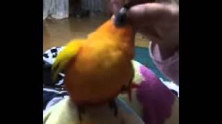 Funny CHOLONG) Sun conure tick…