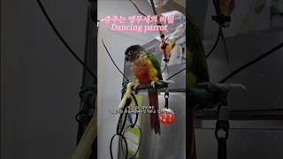 춤추는 앵무새의 비밀 Dancing parrot  #shorts  #lovebird