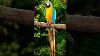 Macaw #parrot #birds #animals #wildlife