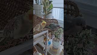 #쫄보앵무새#행님아친하게지내자#행님한테애기짓#안통함#퀘이커와왕관앵무새#행님관찰중#퀘둥이#앵무새일상#블루오파린퀘이커