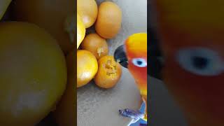 20180101 귤 까먹는 썬코뉴어