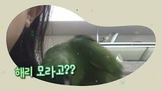 #안녕 #말하기 #한스마카우 