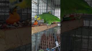 텃 밭에 일 하고 먹이 주려고 하는데 아마존C가 먹이 …