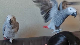 앵무새를 편애하면 벌어지는 일!  회색앵무 파우더 클라…