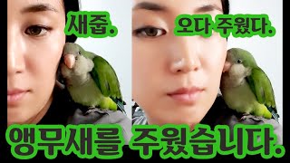 [새줍2019]스페인에서 산책을 하다가 앵무새를 주웠습…