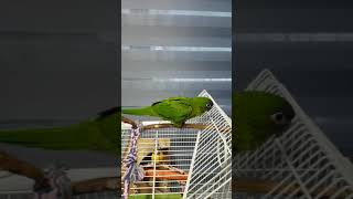 한스마카우 코코