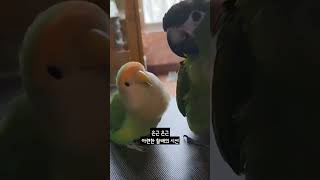 [모란앵무 한스마카우] 할배는 두루를 귀여워하는 거겠지…