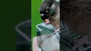 #먹방브이로그#코뉴어#먹방#코코#앵무새