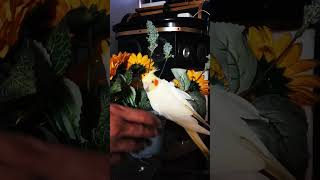 PLAYING WITH OUR COCKATIEL #shortvideo #birds #parrot #pets #pets #cockatiel