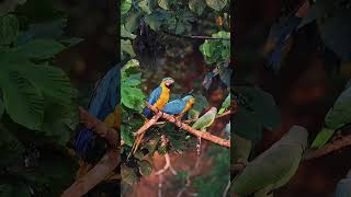 Macaws in the Peruvian Amazon:…