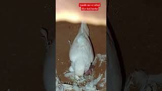 Female care new born baby #bir…