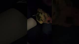 경계하는 앵무새 #썬코 #썬코뉴어 #하악질 #부풀림 #…