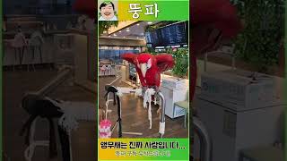 앵무새의 매력이란.....이런건가? ㅎㅎ #shorts