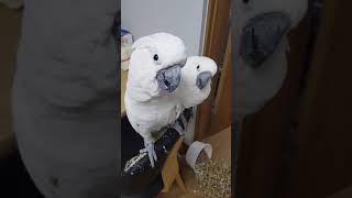 엄브렐라코카투 앵무새 혼나는앵무새