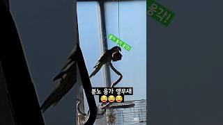 응가  하고 마트 갔다 온다는 앵무새 #말하는앵무새 #…