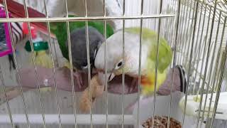 [앵무파파] 땅콩까먹는 코뉴어들 [2017.12.09]