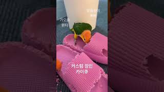 환타삐삐커스텀장인들.       #카이큐 #parrot #birds #앵무새 #커스텀#장인정신#실내화 #n개째